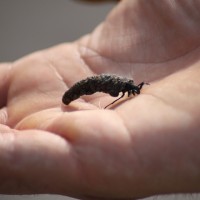 Someone even found a cased caddis fly larvae.